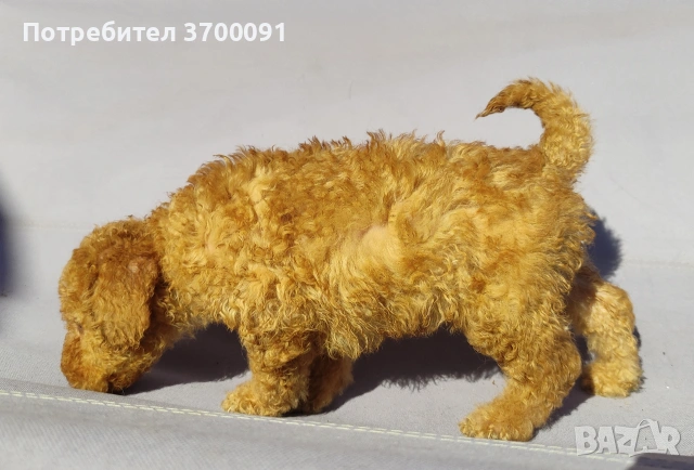 пудел / мини пудел , снимка 4 - Пудели - 54103506