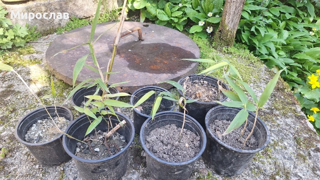 Продавам растения студоустойчив бамбук, снимка 3 - Градински цветя и растения - 54007138