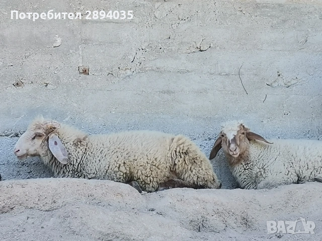 2 мъжки агнета , снимка 2 - Овце - 55076915