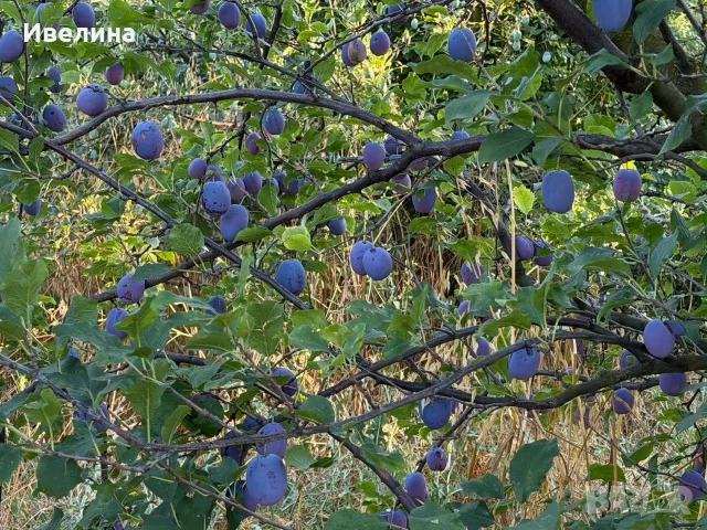 Продавам пресни домашни сливи  , снимка 2 - Други - 55353693