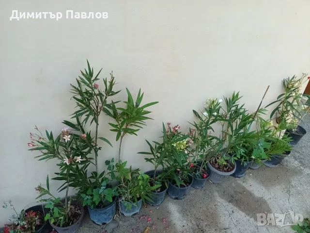 Зокуми,Олеандри,Лян, снимка 14 - Градински цветя и растения - 51546447