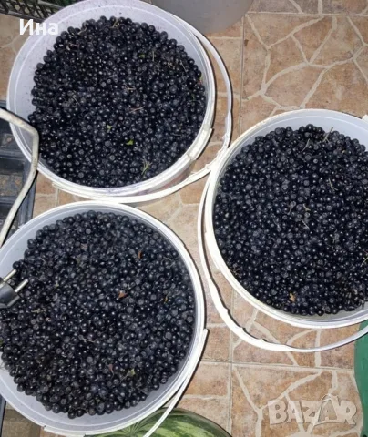 Домашна био арония, снимка 3 - Домашни продукти - 55648054
