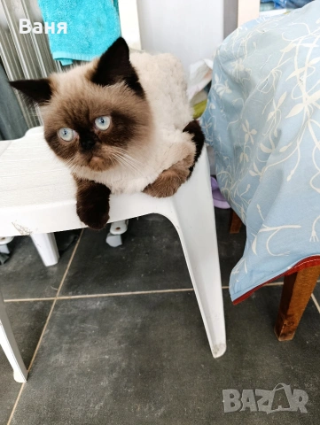 шотландско коте