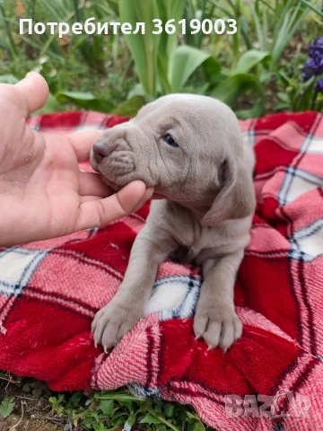 Ваймаранери , снимка 7 - Ваймаранер - 54205375