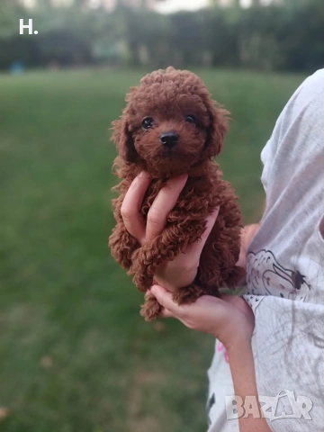 Пудел той/poodle toy