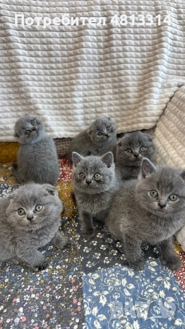 Котета Шотландски Фолд и Котета Британка Късокосместа , снимка 8 - Британска късокосместа - 54377290
