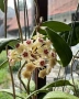  Hoya Хоя Sp.yok don , снимка 1