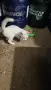 Котенца.на два месеца.чисто бели чудесни за домашен Любимец, снимка 5