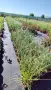 Пампаска трева, Кортадерия, бяла, Cortaderia Sellona, снимка 4