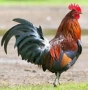 Продавам петли, снимка 2