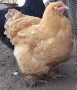 Селски кокошки, снимка 3
