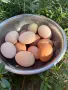 Продавам кокошки носачки, снимка 8