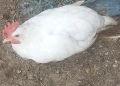 Продавам петлета Легхорн на два месеца, снимка 2