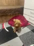 Мини пудел……….., снимка 12