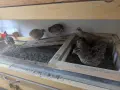Пъдпъдъчи яйца за консумация или инкубация, снимка 16
