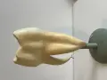 Ретро анатомичен модел на зъб – Deutsches Hygiene-Museum Dresden (Музей Дрезден), снимка 4
