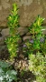 От април Храст Евронимус японика Вариегата /Euonymus japonicа aurea/, снимка 2