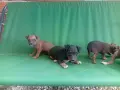 продавам пинчери, снимка 4