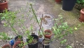 Продавам растение Зимен Жасмин (Jasminum nudiflorum), снимка 1