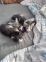 Подарявам котета, снимка 4