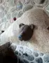 Чешма-меча глава, снимка 4