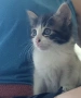 Подарявам коте, снимка 1