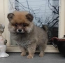Померан , снимка 2