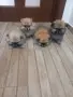 ПОМЕРАНЧЕТА СЛАДУРЧЕТА, снимка 8
