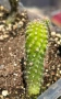 Кактус Chamaecereus Hybrid оранжев , снимка 6
