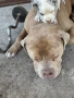 XL American bully, снимка 4