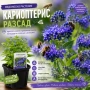 Медоносен Кариоптерис - разсад, снимка 1