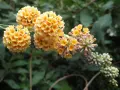 🌼🌿🌼 Будлея 'Sungold' 🧡🌿🧡 Buddleja × weyeriana 'Sungold', снимка 1