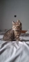 Британски Котки, снимка 8