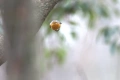 Canon EF 300mm f/2.8, снимка 12
