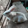 Домашни зайци на различна възраст, снимка 4