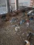 ТОКАЧЕТА и пилета кръстоски, снимка 3