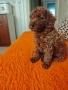 Пуделчета 💙💙🥰🥰🐩, снимка 1