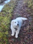Каракачанско кученце, снимка 6