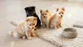 ​🐾  Мини Померан с ваксини паспорт , снимка 1