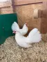 Продавам бял Розкомб, снимка 9