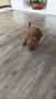 Мини Пудели, снимка 4