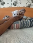 Продавам мини чихопинпери, снимка 3