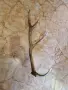 рог от елен          ,, снимка 3