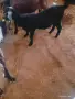 Англо-нубийски ярета женско и мъжко , снимка 2