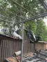 Пазарджишки гълъби, снимка 17