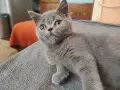 мъркащ сладур писана, снимка 2