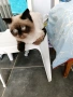 шотландско коте, снимка 1