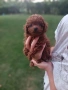 Пудел той/poodle toy, снимка 1