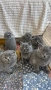Котета Шотландски Фолд и Котета Британка Късокосместа , снимка 8