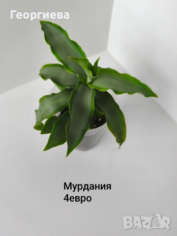традесканция, мурдания, снимка 2 - Стайни растения - 54716773